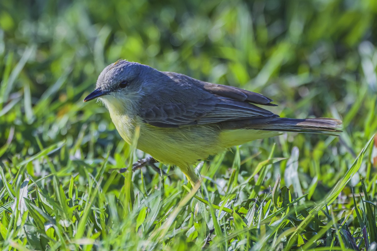 Picabuey - ML642155876