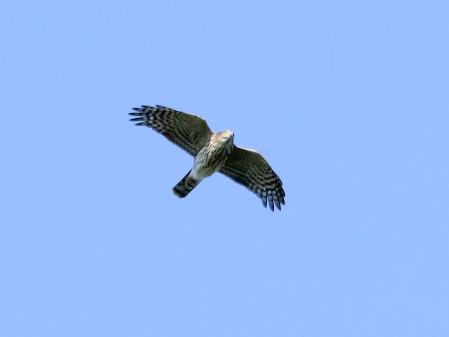 Sharp-shinned Hawk (Northern) - Roger Horn