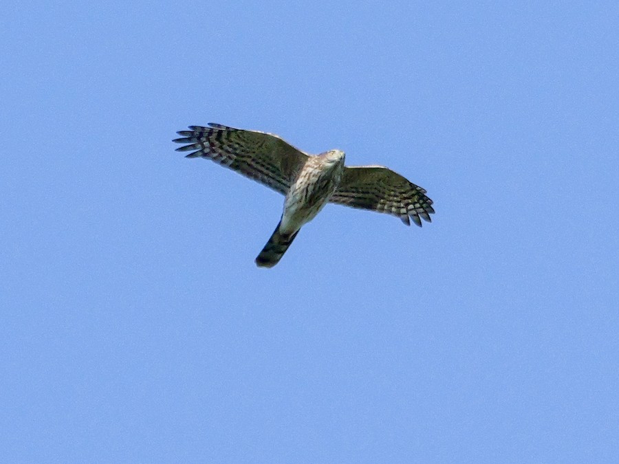 Sharp-shinned Hawk (Northern) - Roger Horn