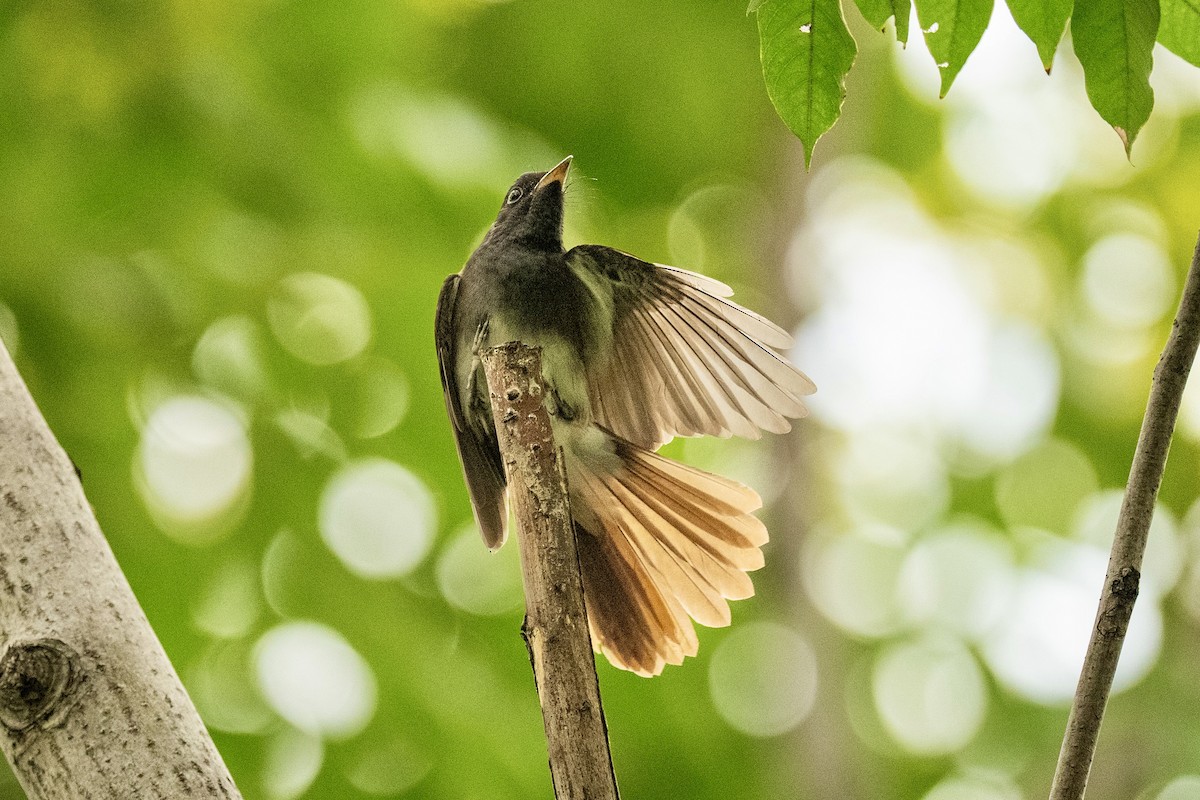 Black Paradise-Flycatcher - ML642155881