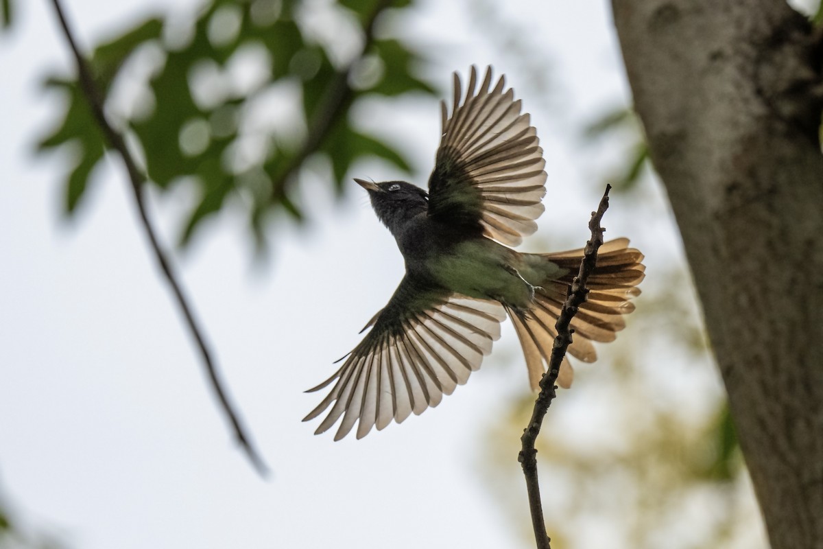 Black Paradise-Flycatcher - ML642155882