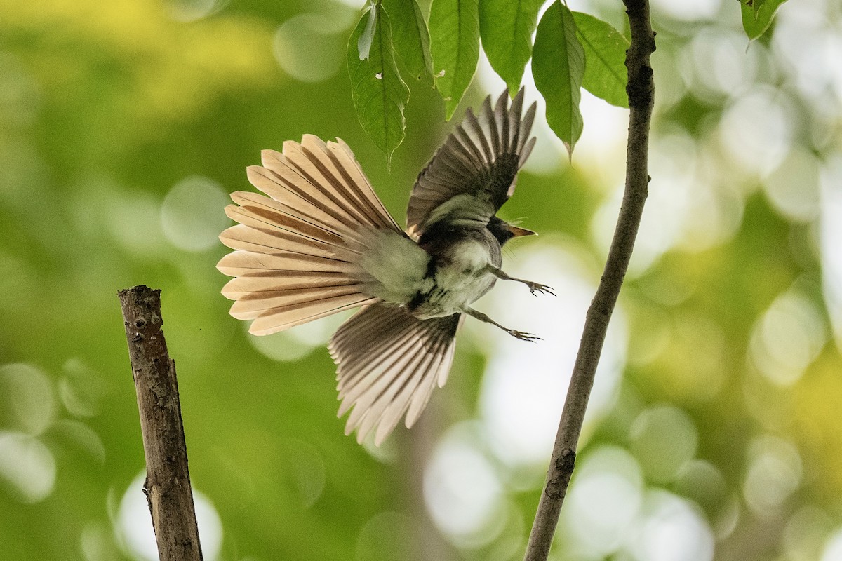 Black Paradise-Flycatcher - ML642155883