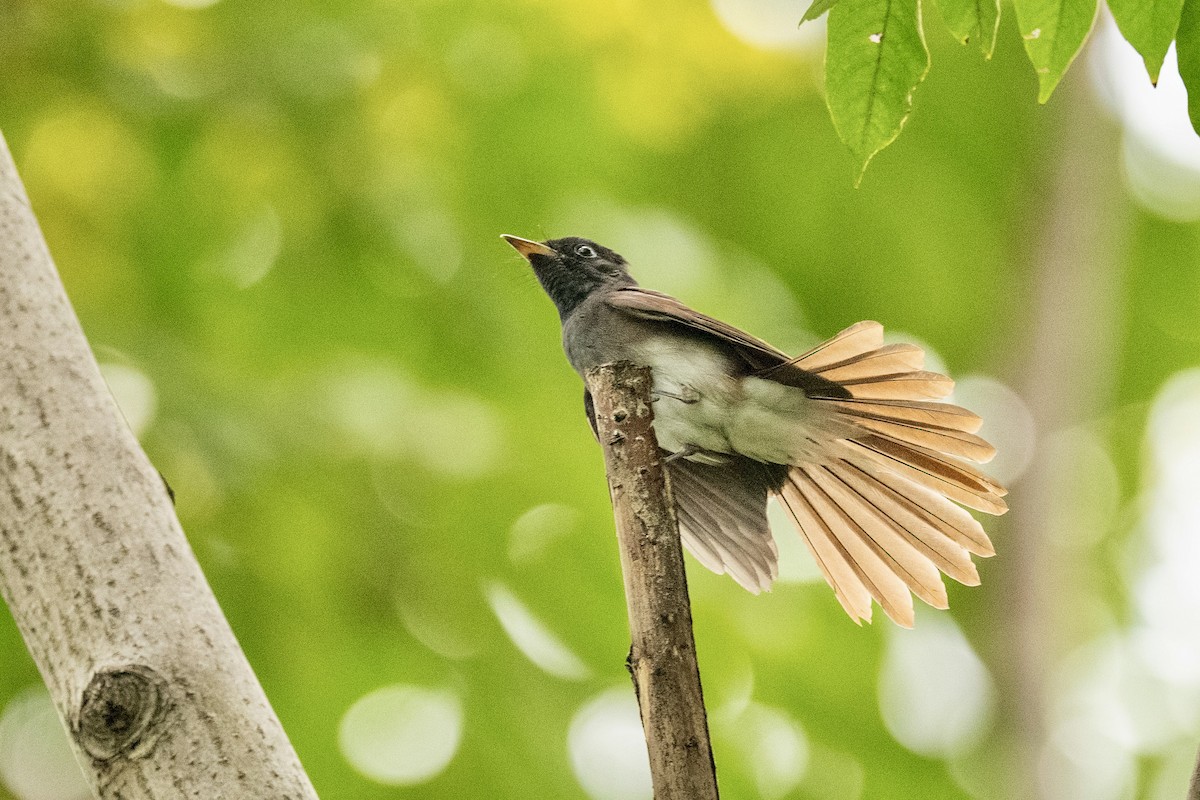 Black Paradise-Flycatcher - ML642155884