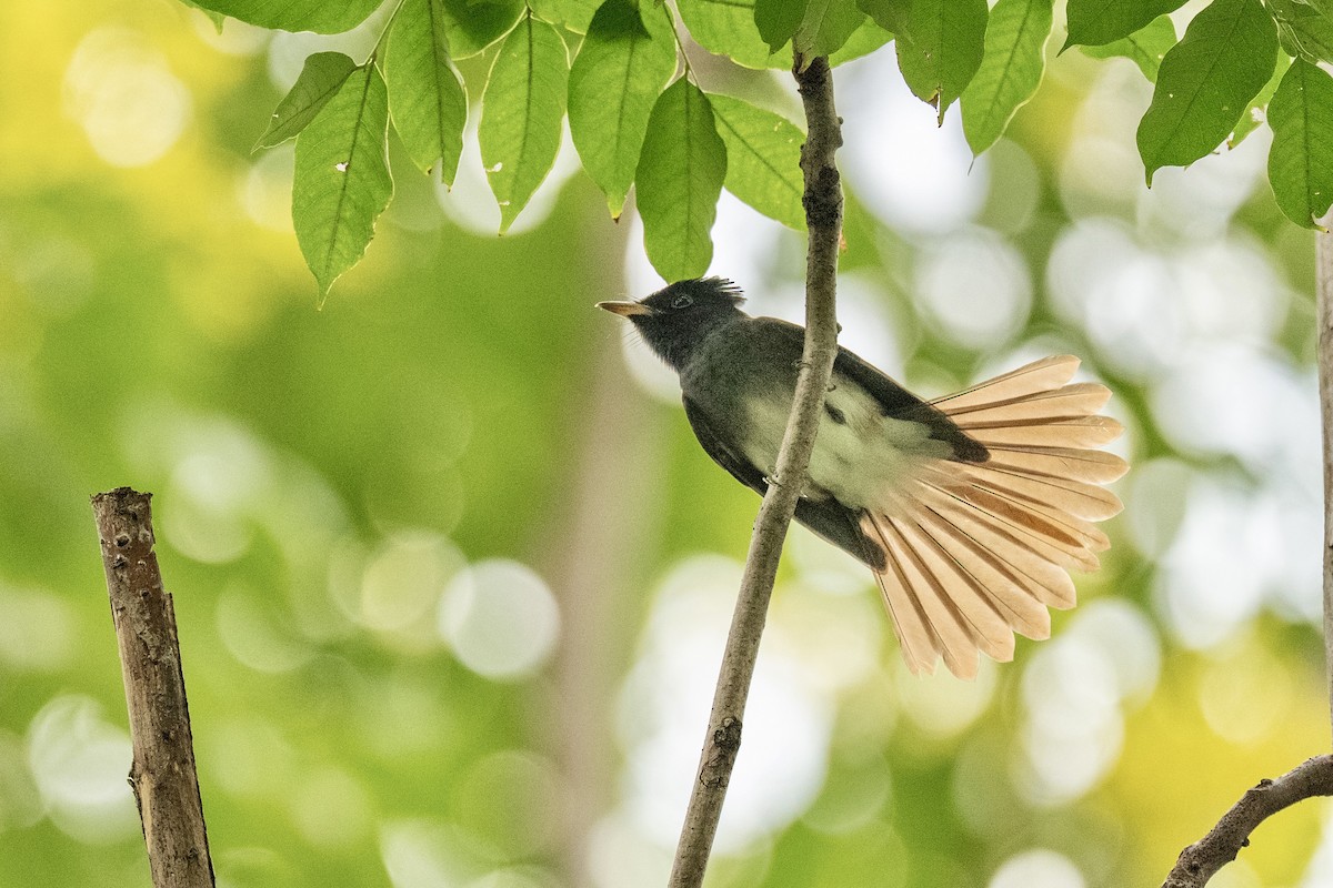 Black Paradise-Flycatcher - ML642155885