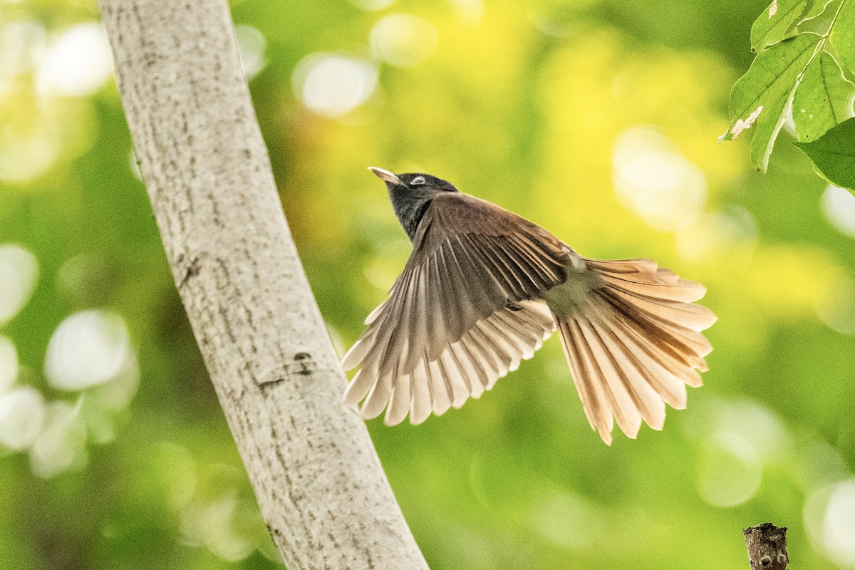Black Paradise-Flycatcher - ML642155886