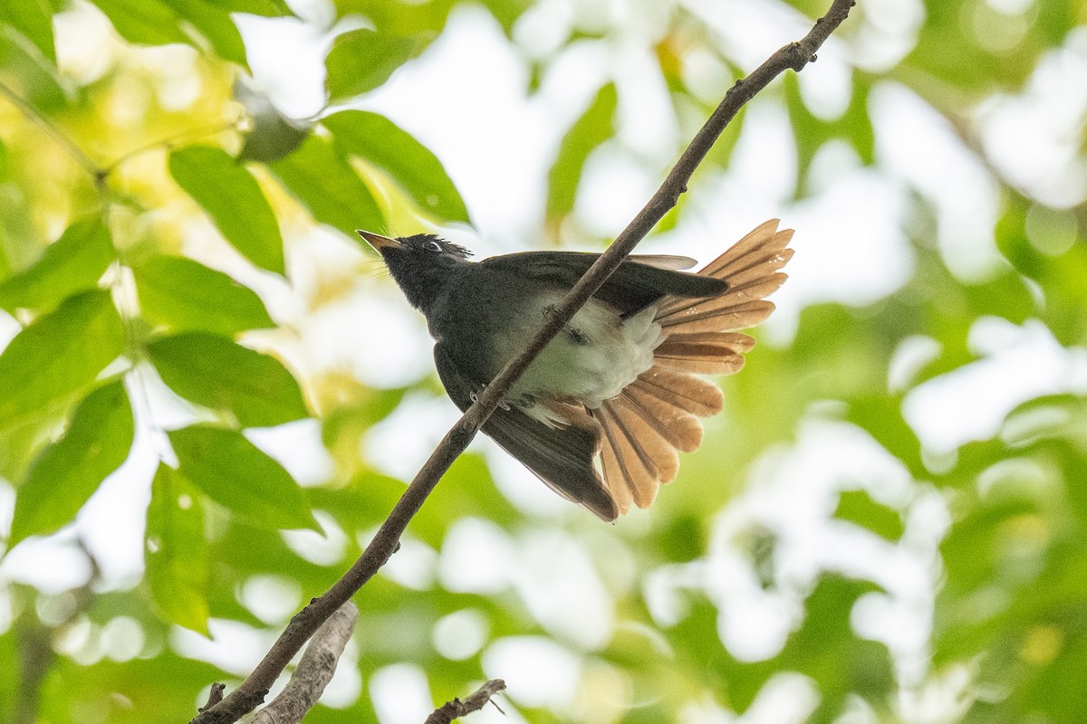 Black Paradise-Flycatcher - ML642155887