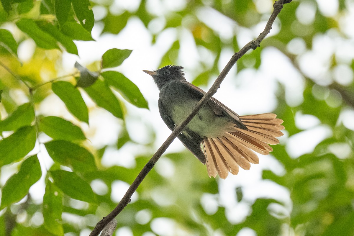 Black Paradise-Flycatcher - ML642155888