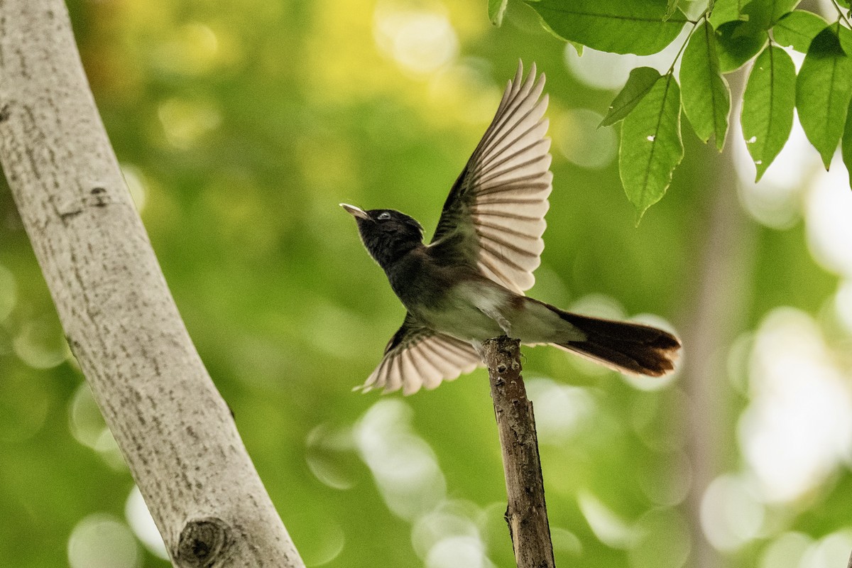 Black Paradise-Flycatcher - ML642155889