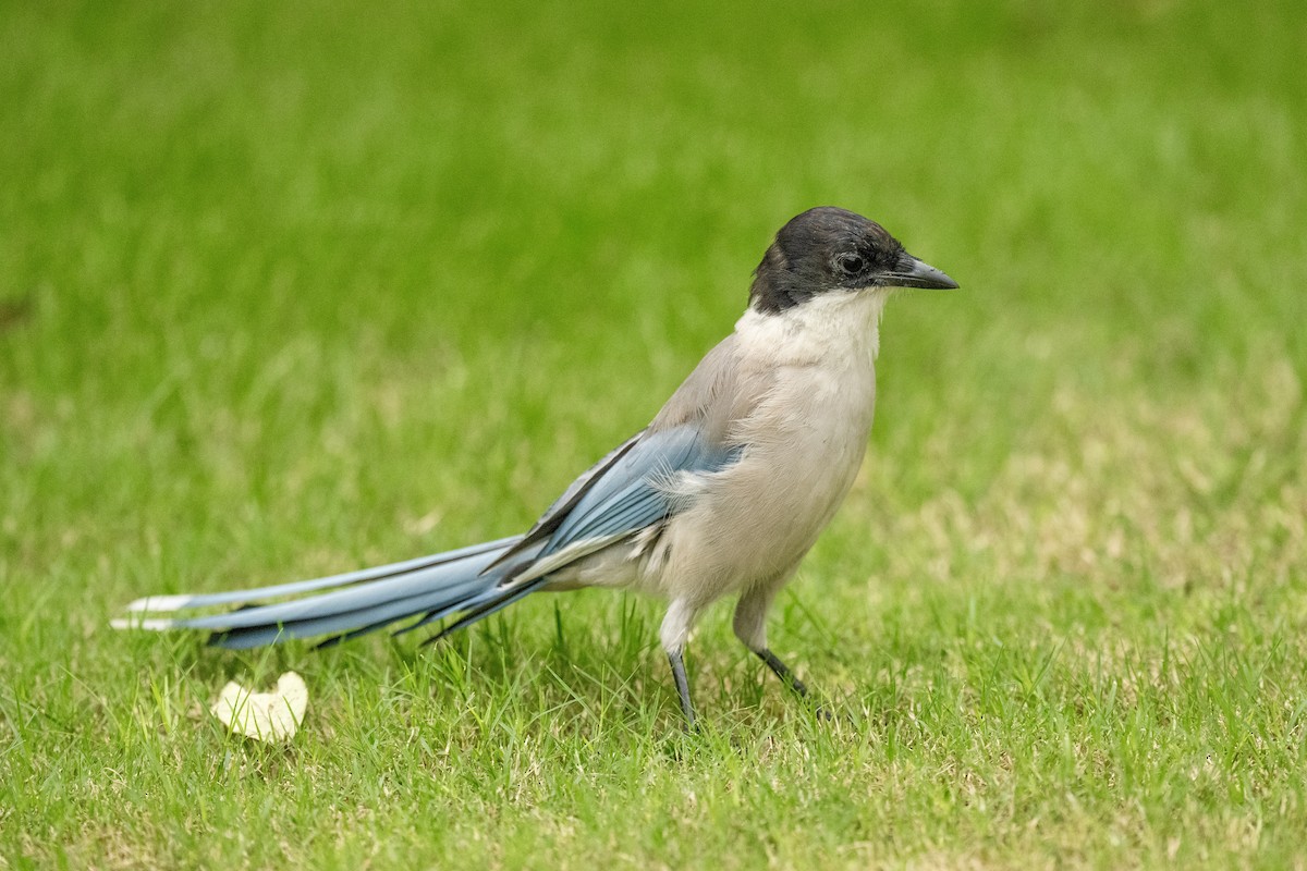 Azure-winged Magpie - ML642155898