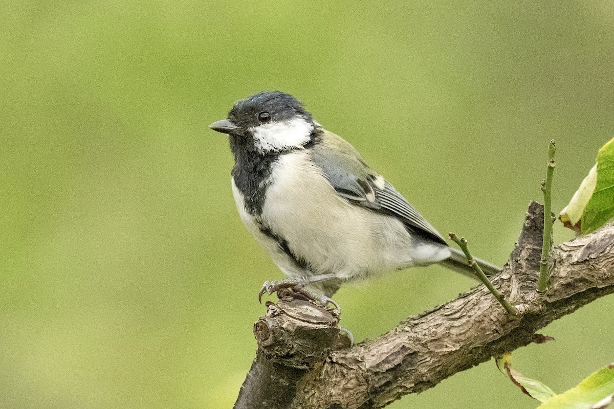 Asian Tit - ML642155908