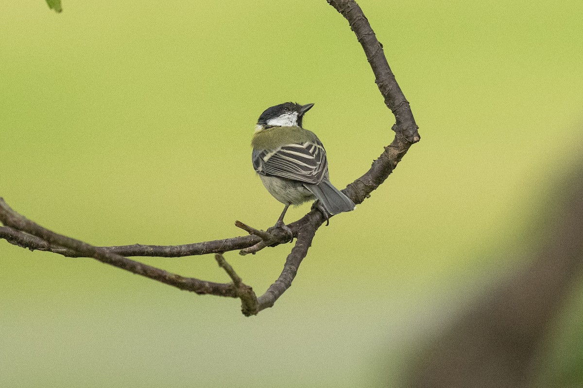 Asian Tit - ML642155909