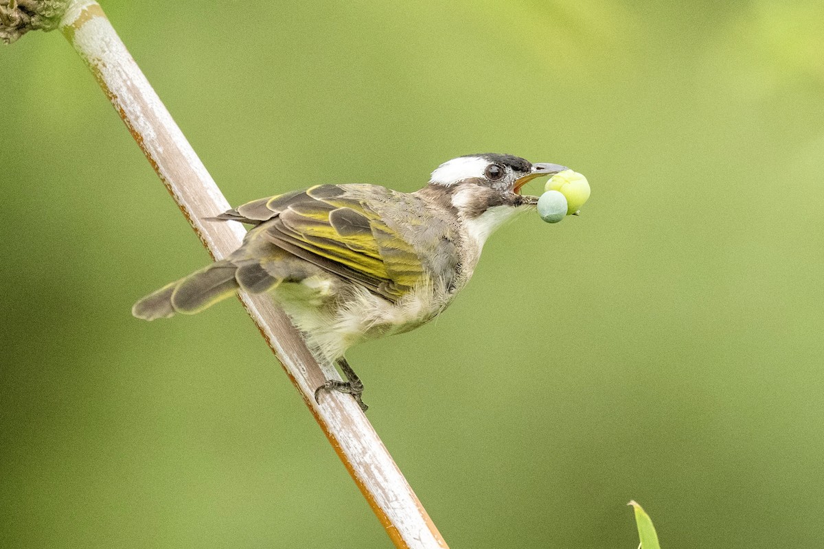 Light-vented Bulbul - ML642155921