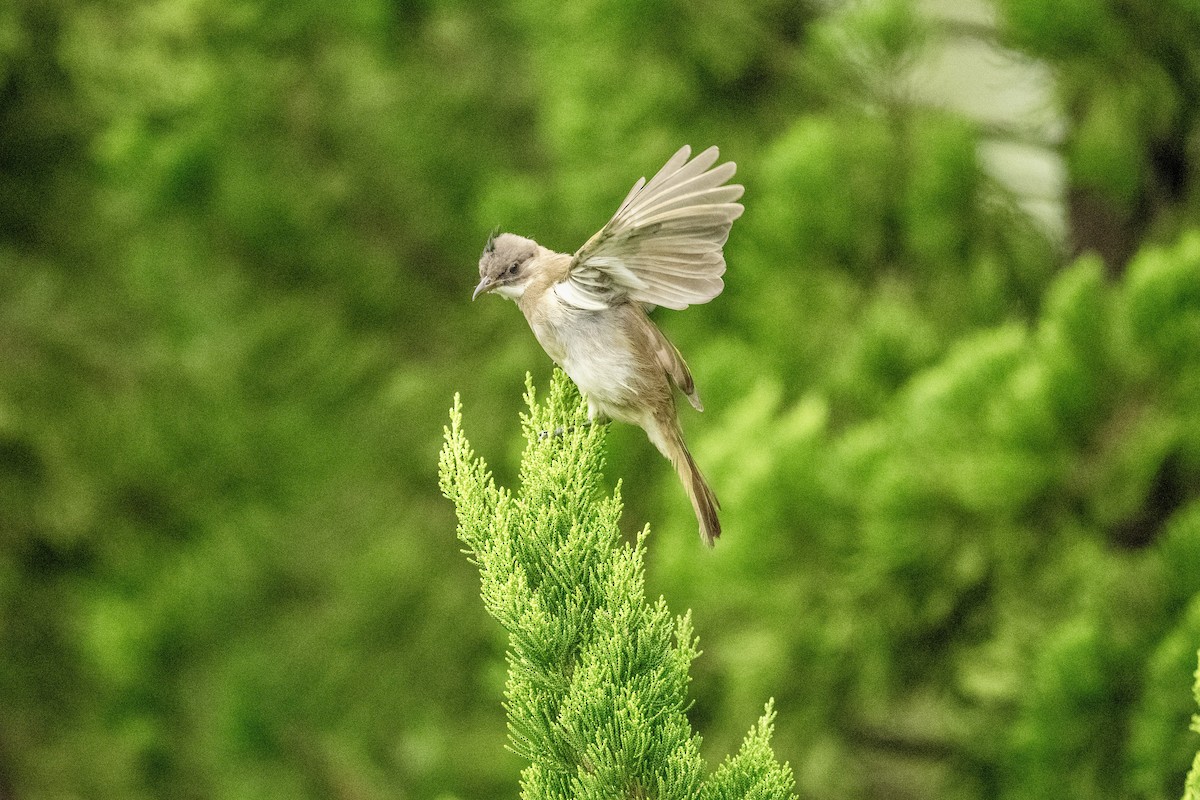 Light-vented Bulbul - ML642155922