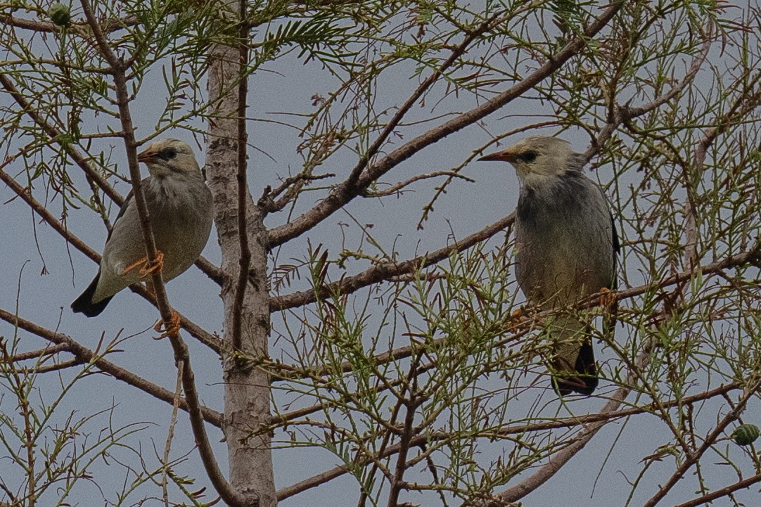 Red-billed Starling - ML642155926