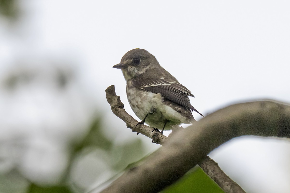 Gray-streaked Flycatcher - ML642155935