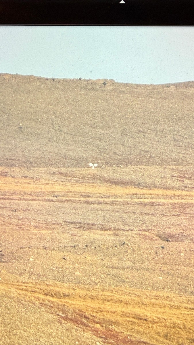 Snowy Owl - ML642155949