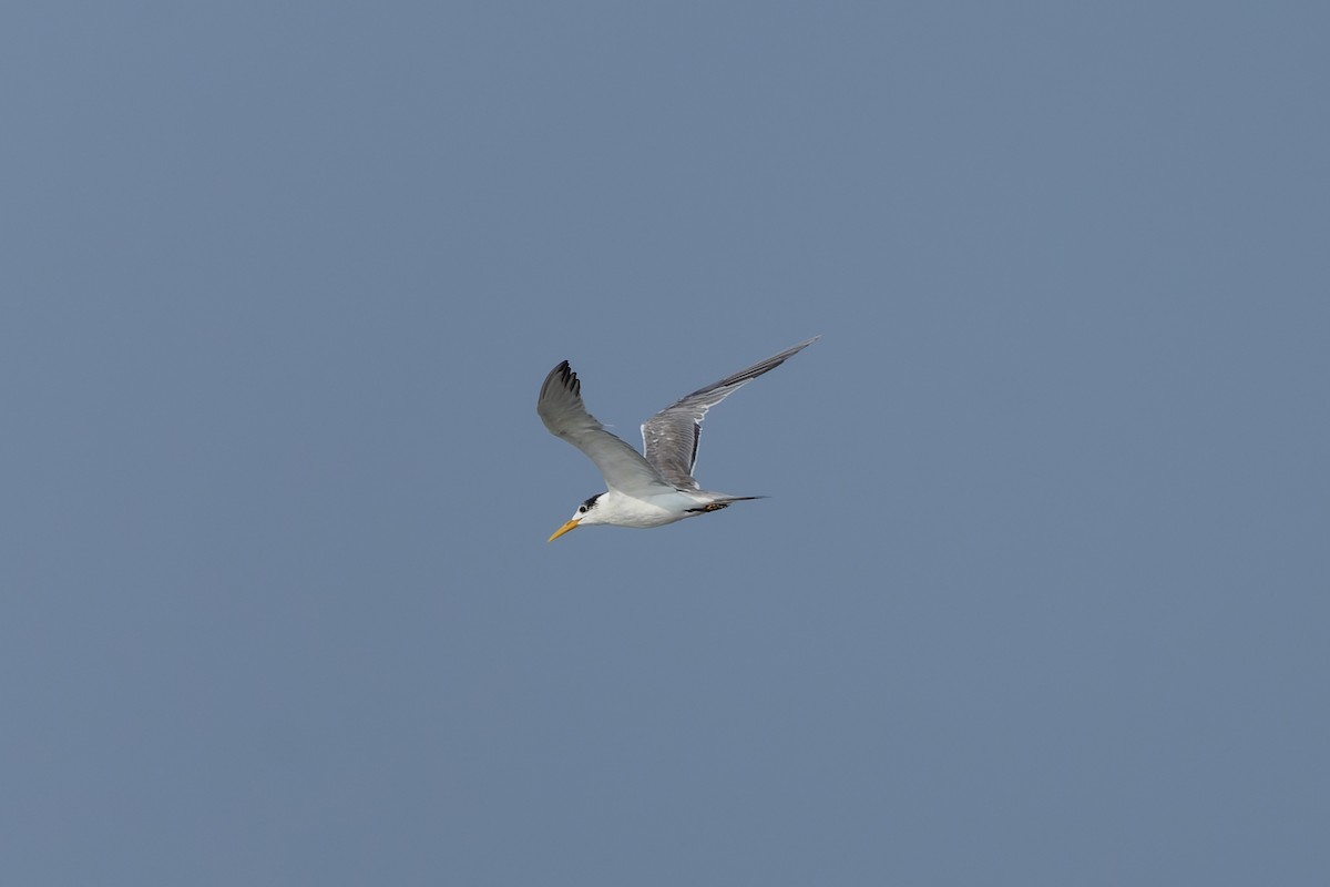 Great Crested Tern - ML642155958