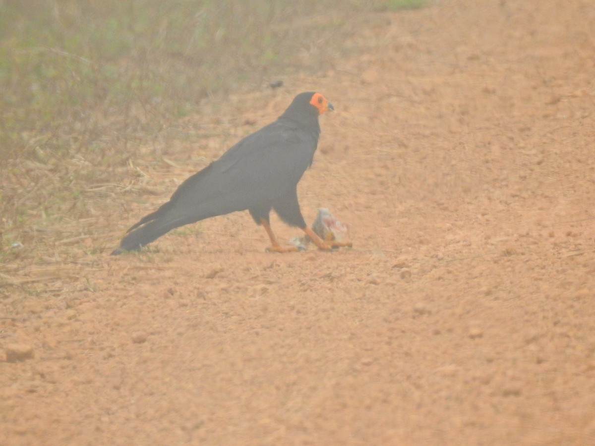 Black Caracara - ML642155961