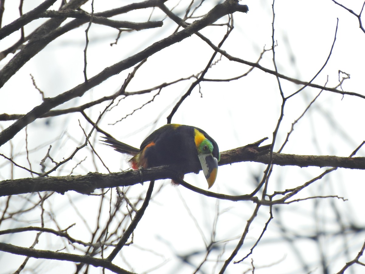 Gould's Toucanet - ML642155988