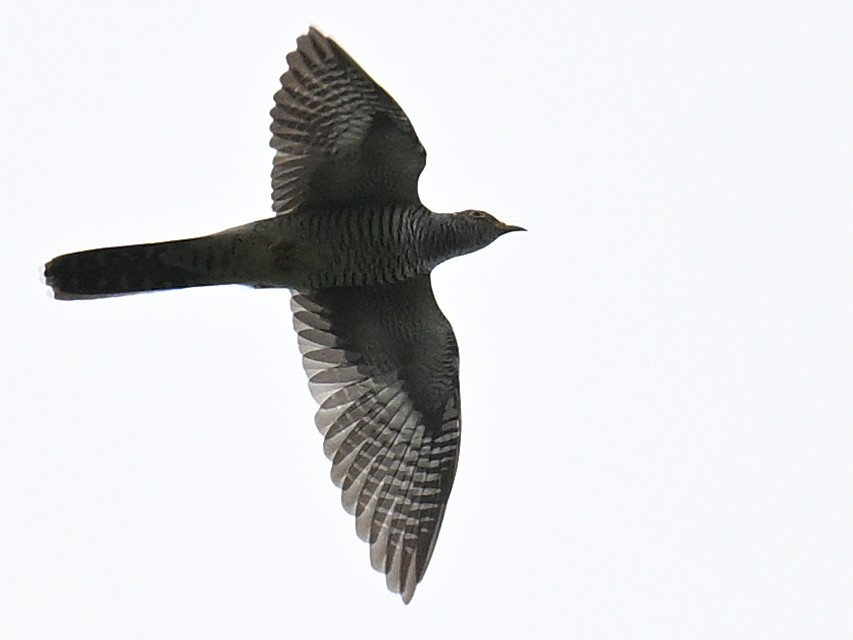 Indian Cuckoo - ML642156037