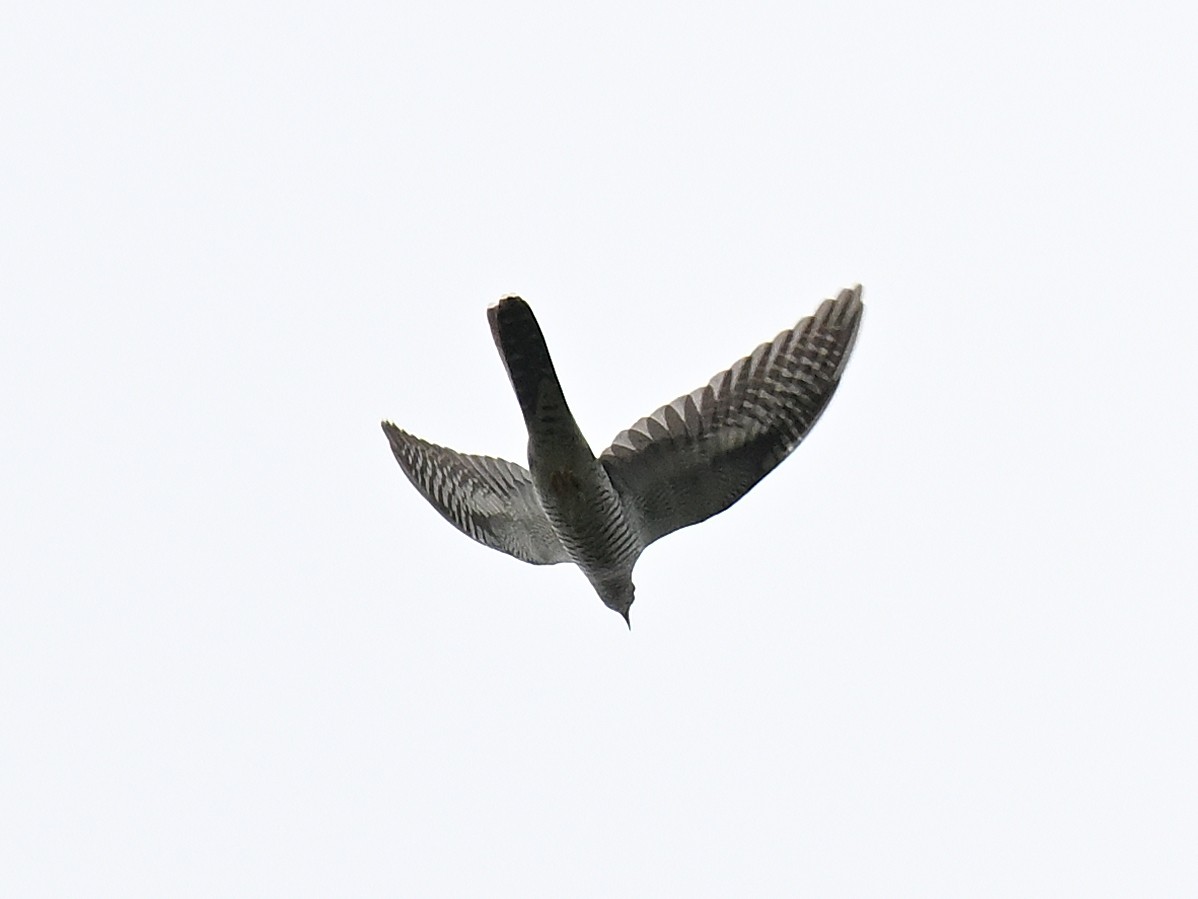 Indian Cuckoo - ML642156038