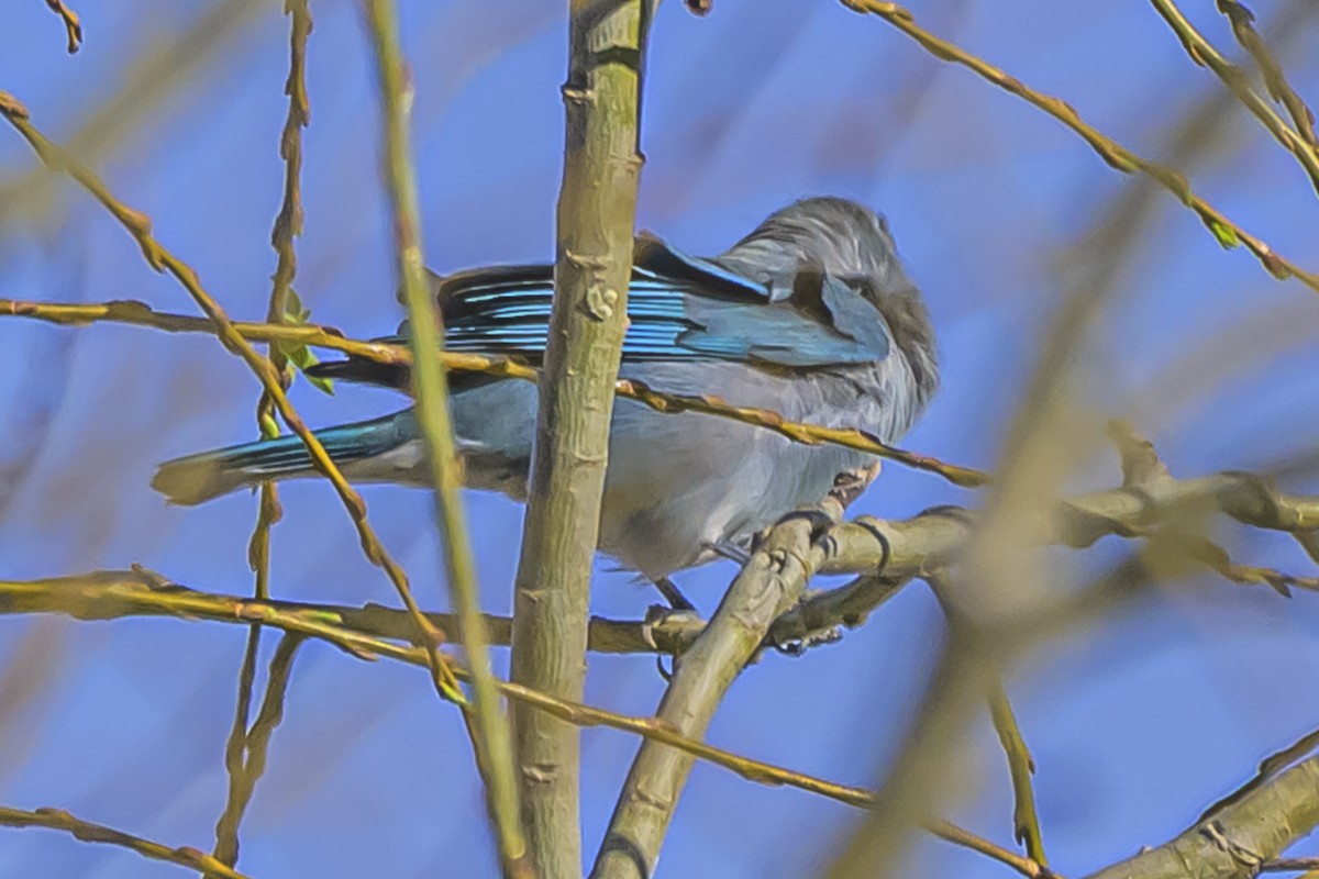 Sayaca Tanager - ML642156041