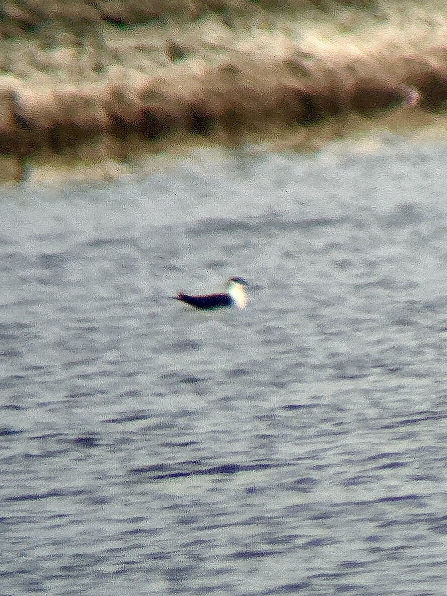 Labbo codalunga - ML642156047