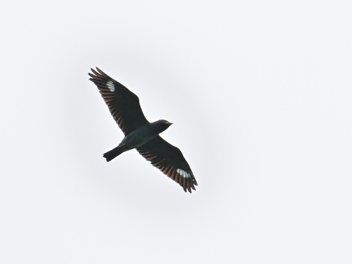 Dollarbird - ML642156057
