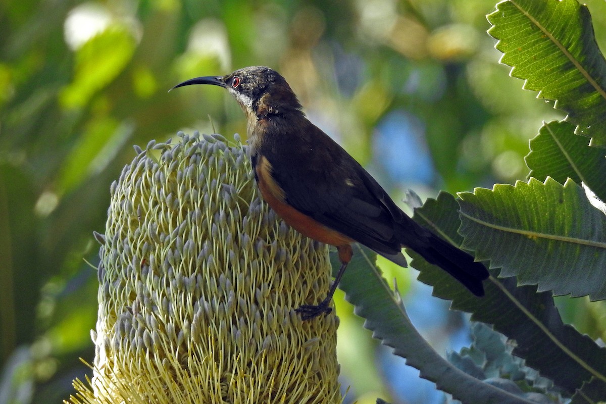 Eastern Spinebill - ML642156078