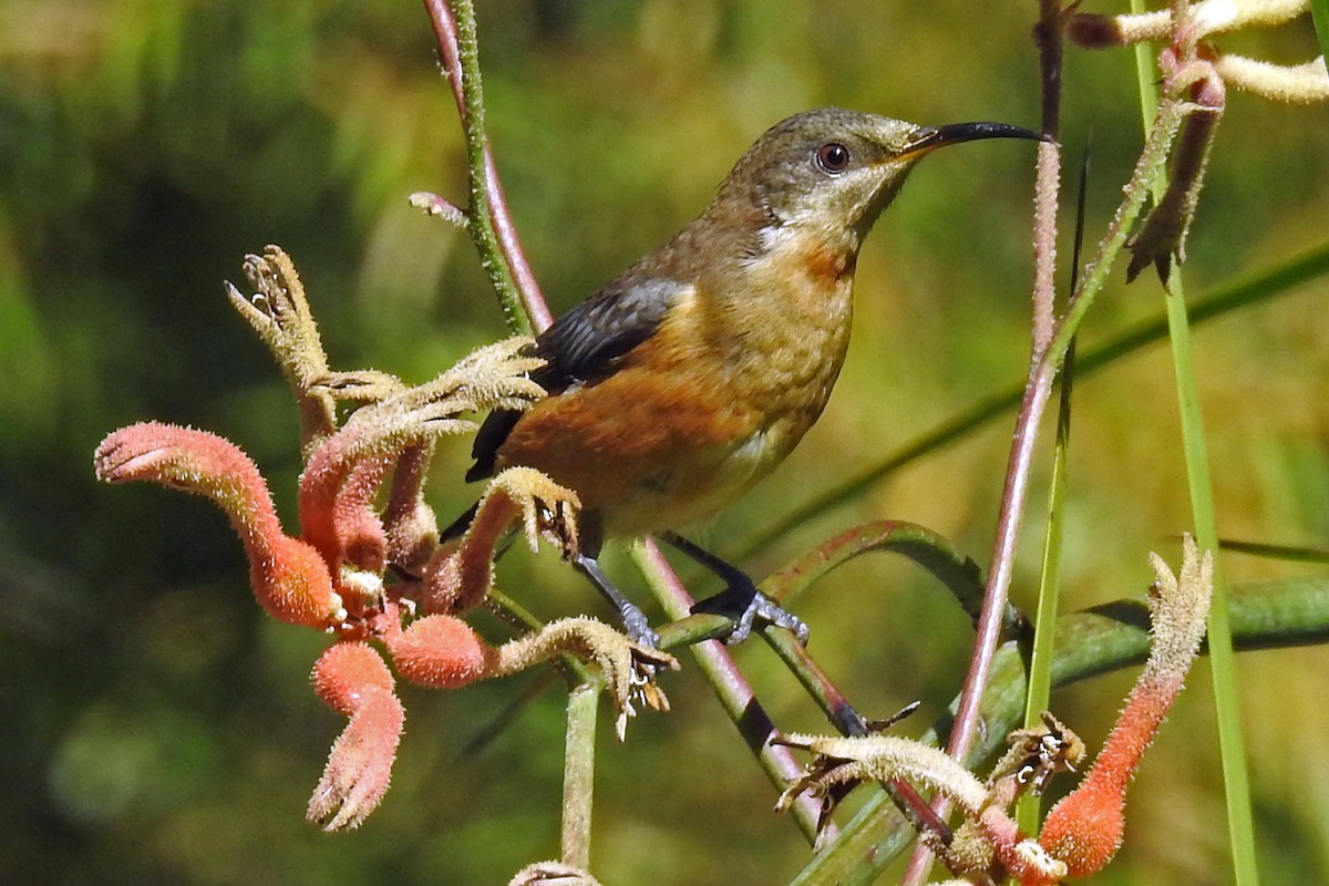 Eastern Spinebill - ML642156079