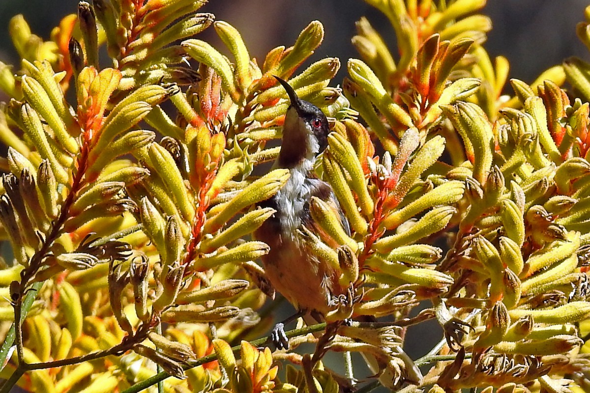 Eastern Spinebill - ML642156081