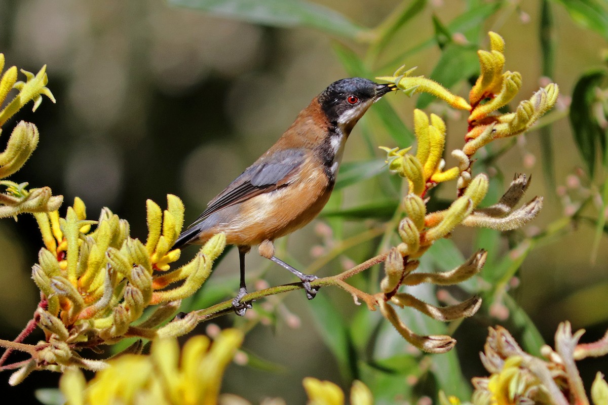 Eastern Spinebill - ML642156082