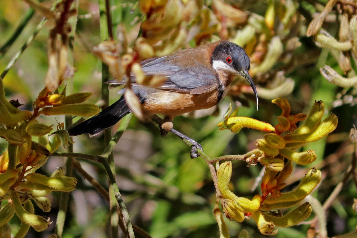 Eastern Spinebill - ML642156083