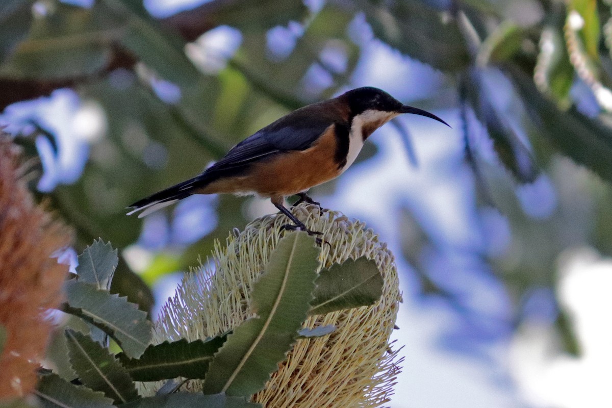 Eastern Spinebill - ML642156085