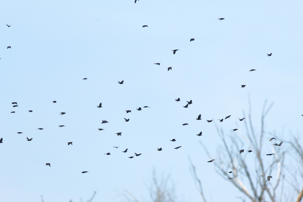 blackbird sp. - ML642156094