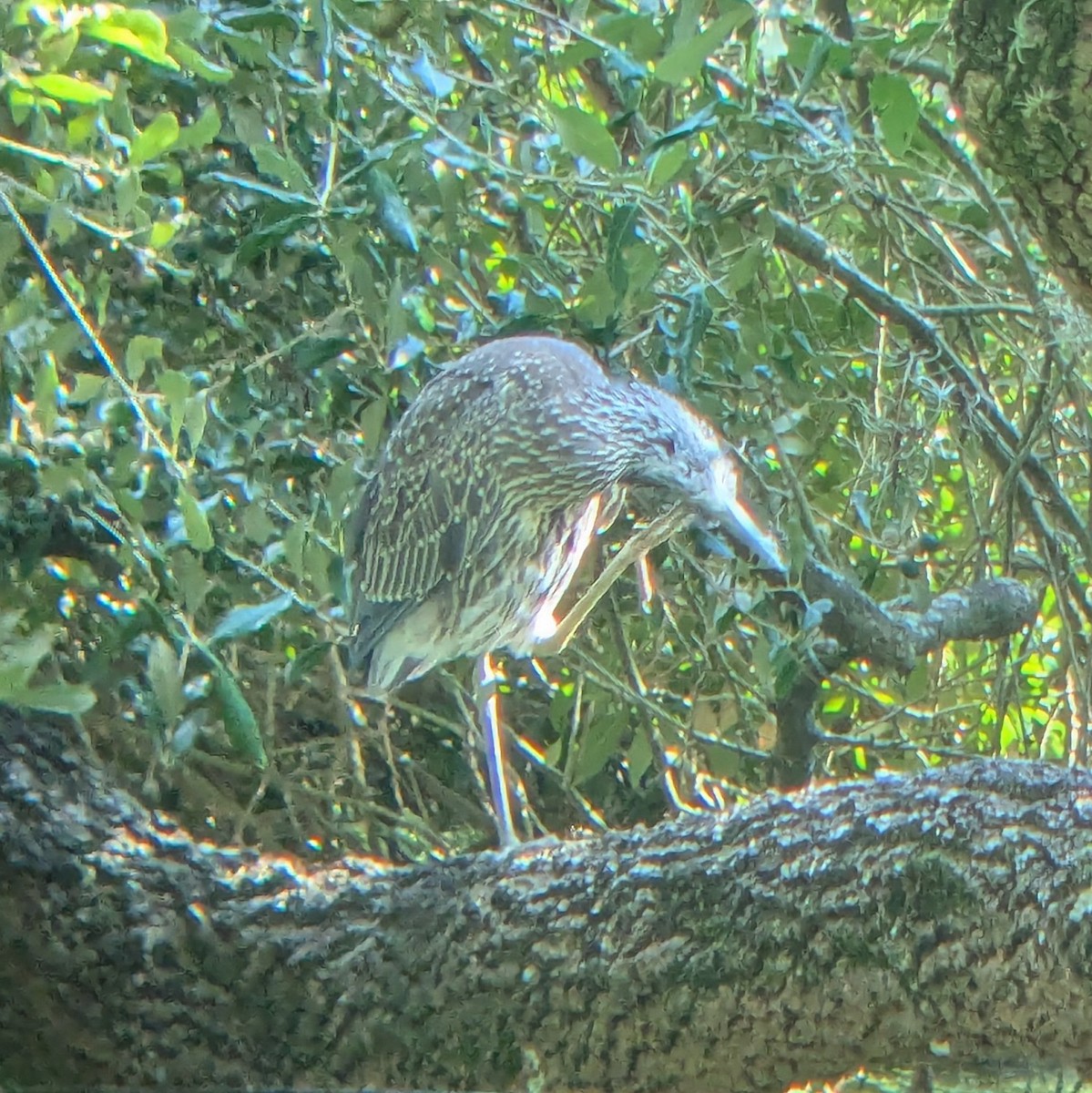 Yellow-crowned Night Heron - ML642156095
