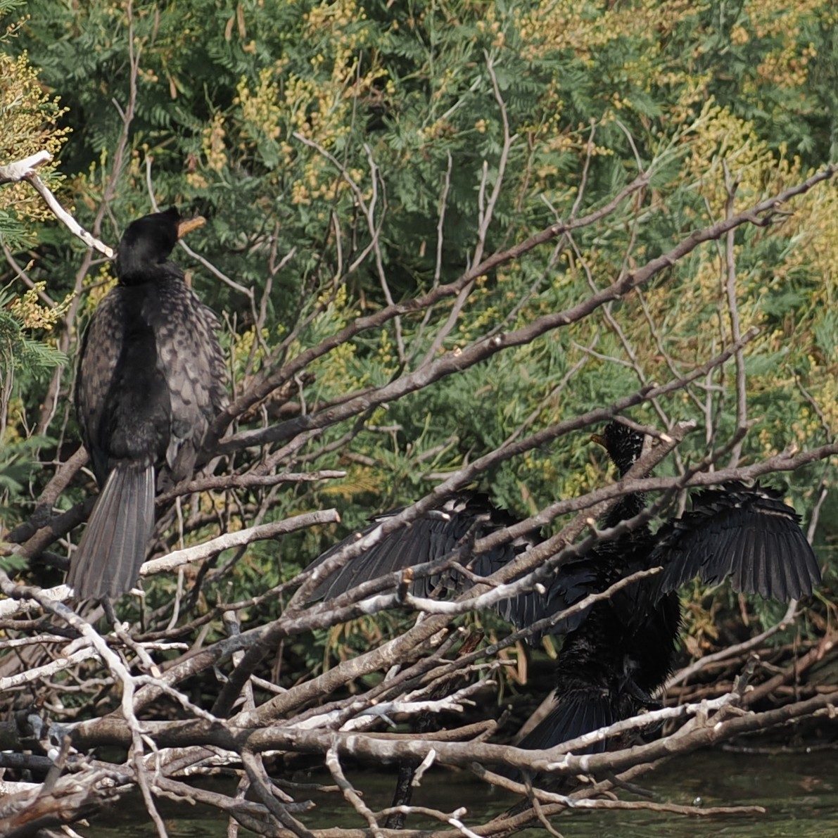 Reed Cormorant - ML642156111