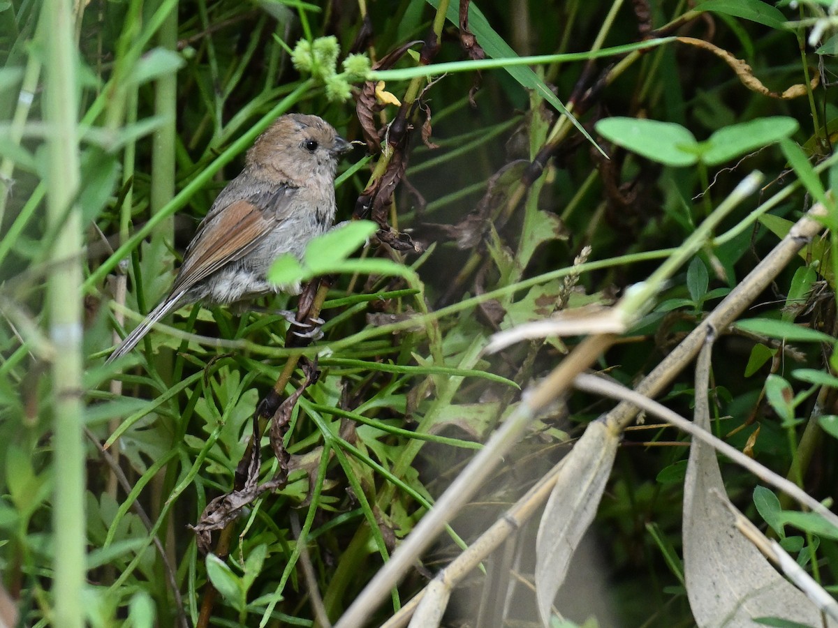 Vinous-throated Parrotbill - ML642156141