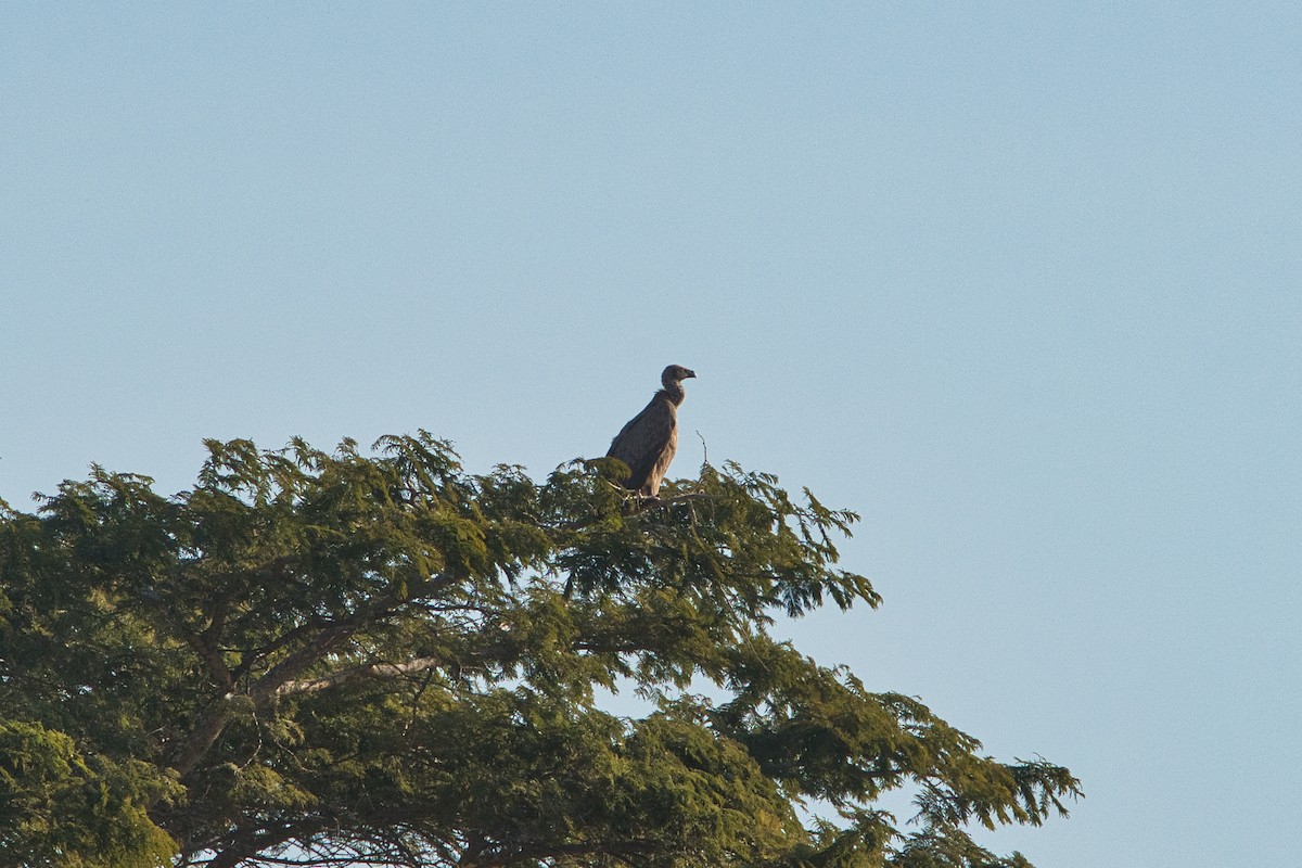 Buitre Dorsiblanco Africano - ML642156143