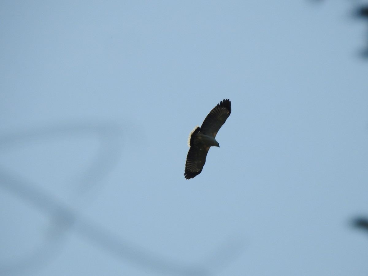 White Hawk - ML642156153