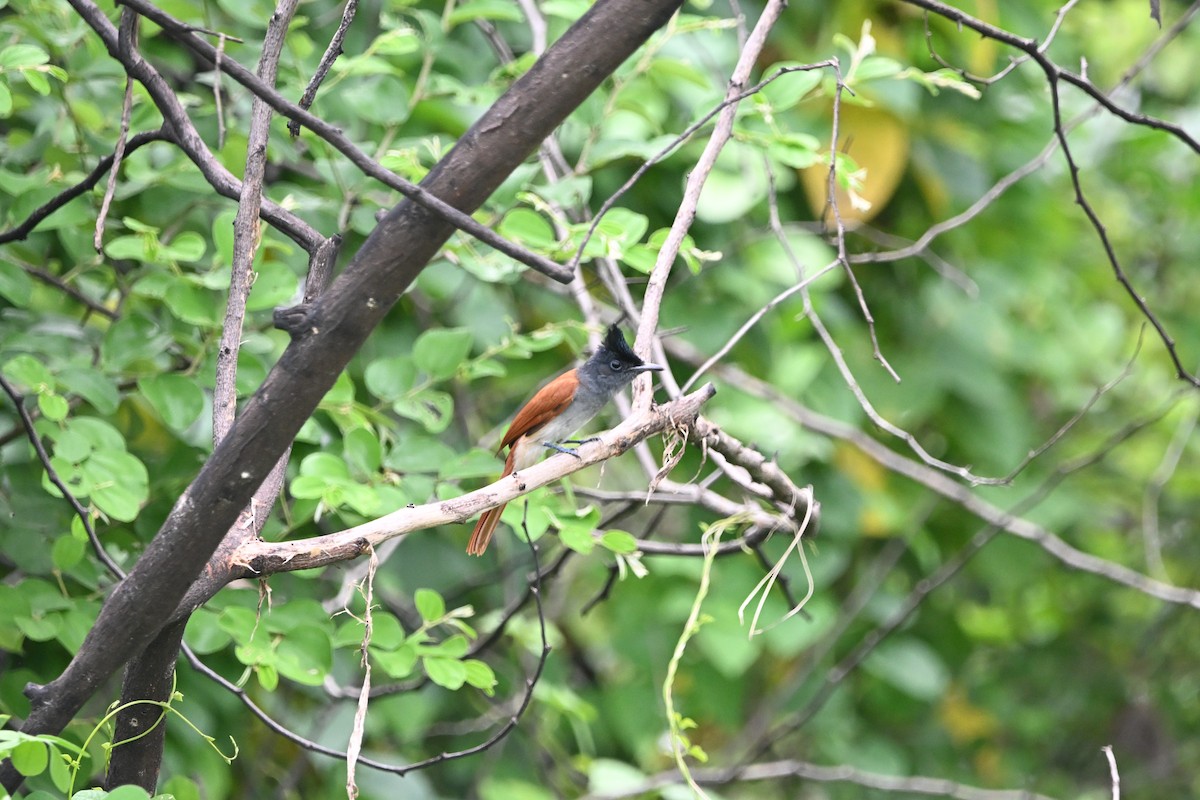Indian Paradise-Flycatcher - ML642156181