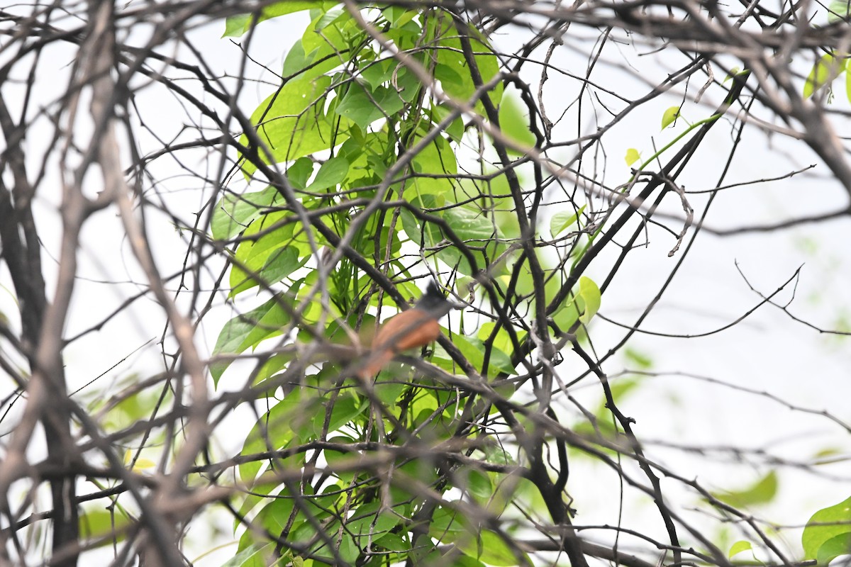 Indian Paradise-Flycatcher - ML642156182