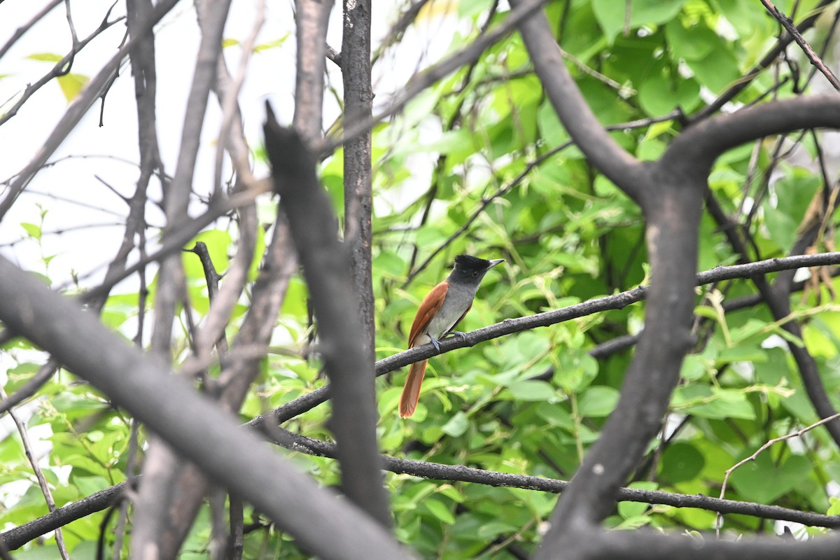 Indian Paradise-Flycatcher - ML642156183