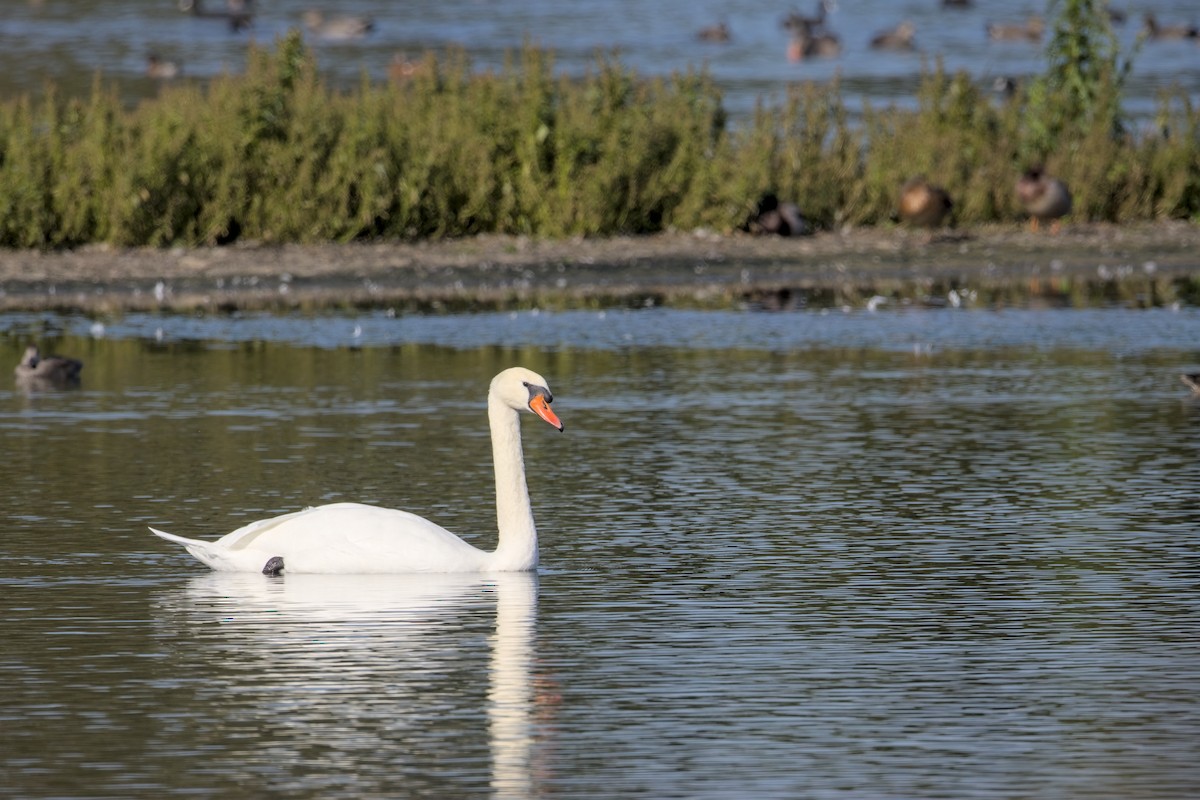 Mute Swan - ML642156193