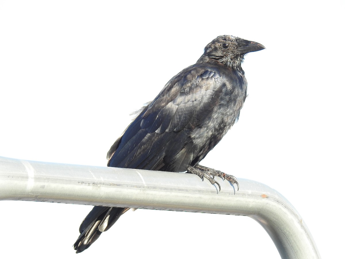 Fish Crow - ML642156199