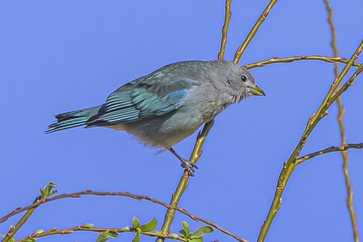 Sayaca Tanager - ML642156200