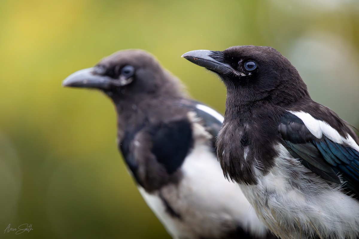 Black-billed Magpie - ML642156214