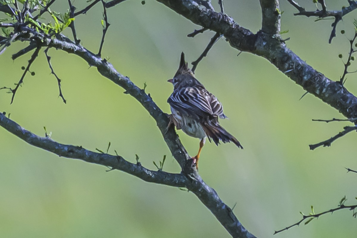 Lark-like Brushrunner - ML642156315