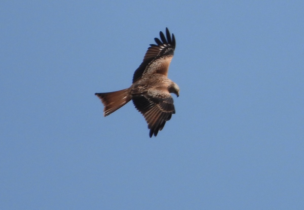 Red Kite - ML642156345