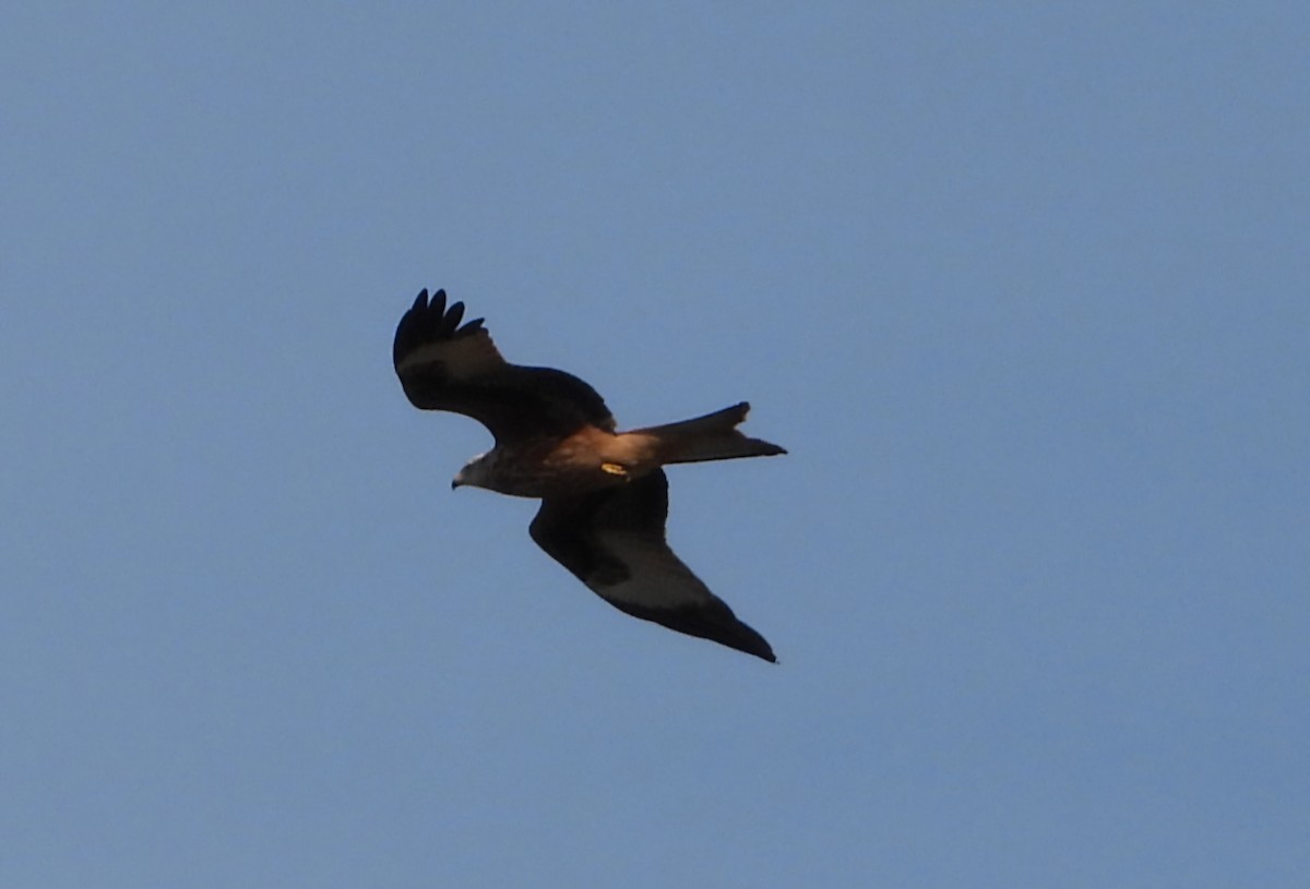 Red Kite - ML642156346